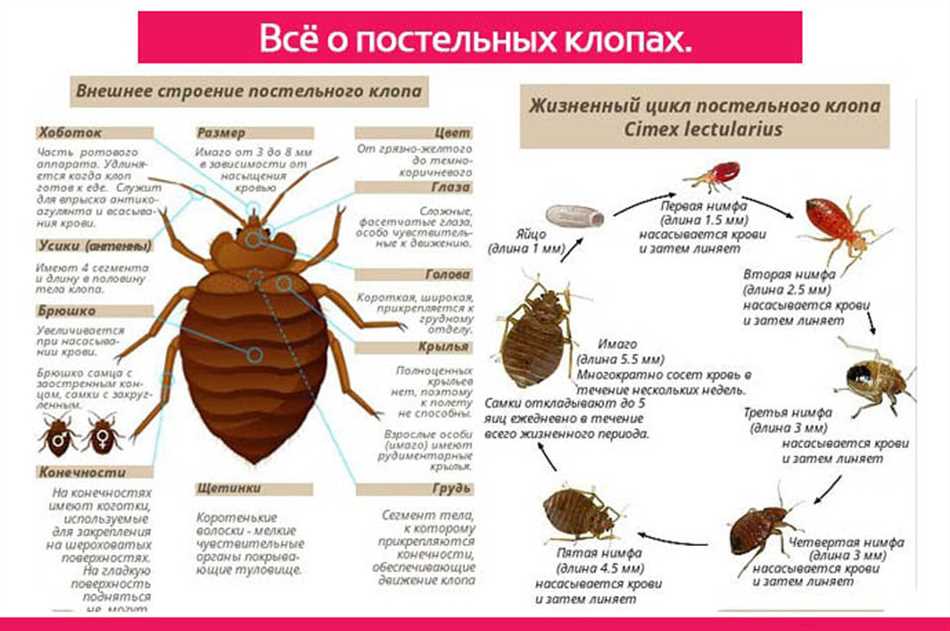 Что такое клопы и как они распространяются?