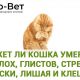 Как блохи могут убить вашу кошку: опасность блох для здоровья домашнего питомца