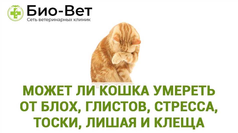 Может ли кошка умереть от блох?