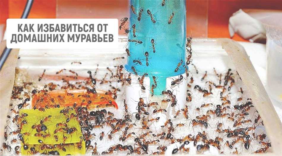 Симбиотические отношения между муравьями и болезнями