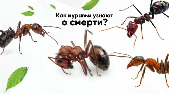 Может ли муравей переносить заразу?