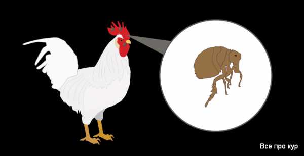 Можно ли керосином обработать кур от блох?