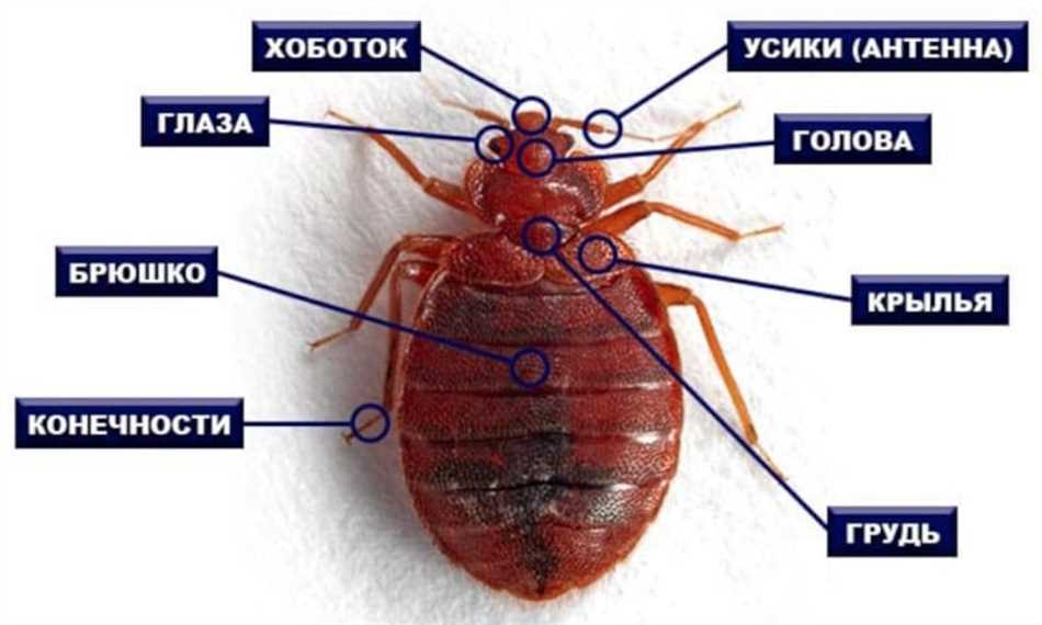 Как выглядит клоп?