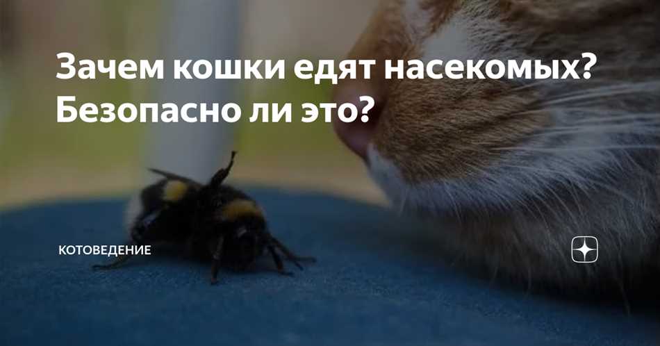 Роль насекомых в диете кошек