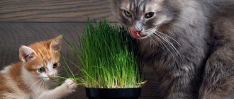 Можно ли кошкам есть траву? - все о питании кошек