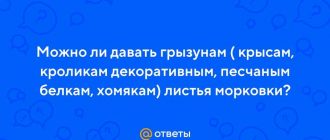 Можно ли крысам давать ботву от морковки? Здесь ответ!