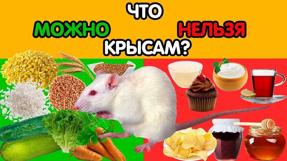 Краткое описание душицы