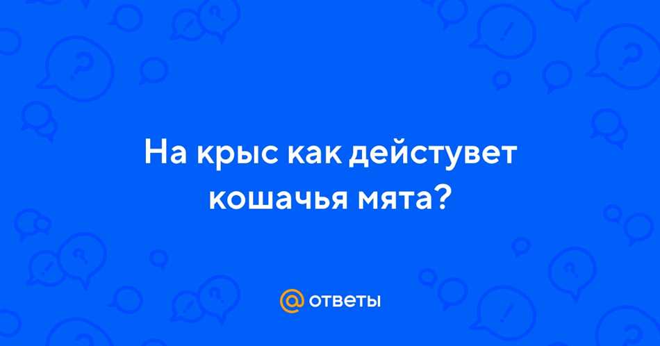 Какая дозировка кошачьей мяты безопасна для крыс?