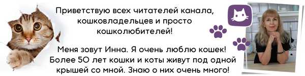 Можно ли использовать кошачью мяту для усугубления проблем с крысами?