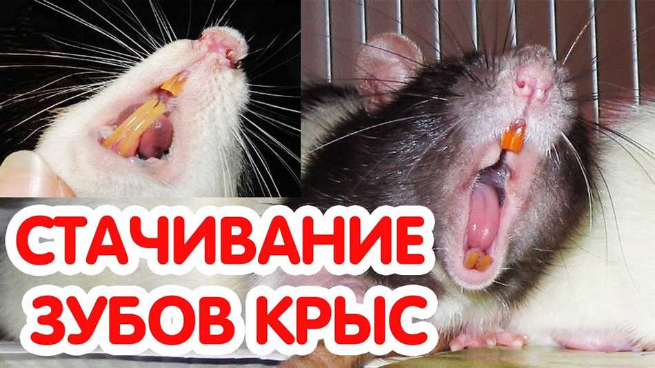 Как правильно давать минеральный камень крысам?