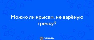 Можно ли крысам не свареную гречку? - отвечаем на важный вопрос