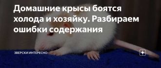 Можно ли крысам сыр брынзу?