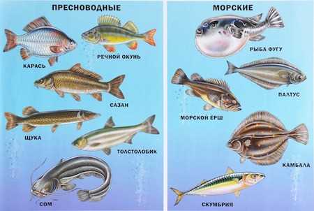 Почему крысы едят все?