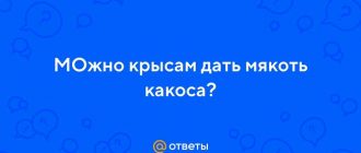 Можно ли крысам сухой кокос? Узнайте все о возможных пользах и вредах