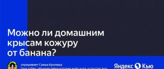 Можно ли крысам свежий банан?