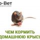 Можно ли крысам свинину? Важный вопрос для заботливых хозяев