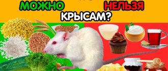 Можно ли крысам цукаты? Основные аспекты кормления крыс