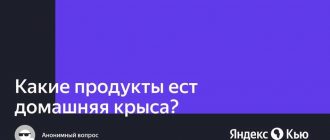 Можно ли крысам вареную гречку? Узнайте ответ здесь