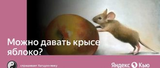 Можно ли крысам кусать ветку яблони?