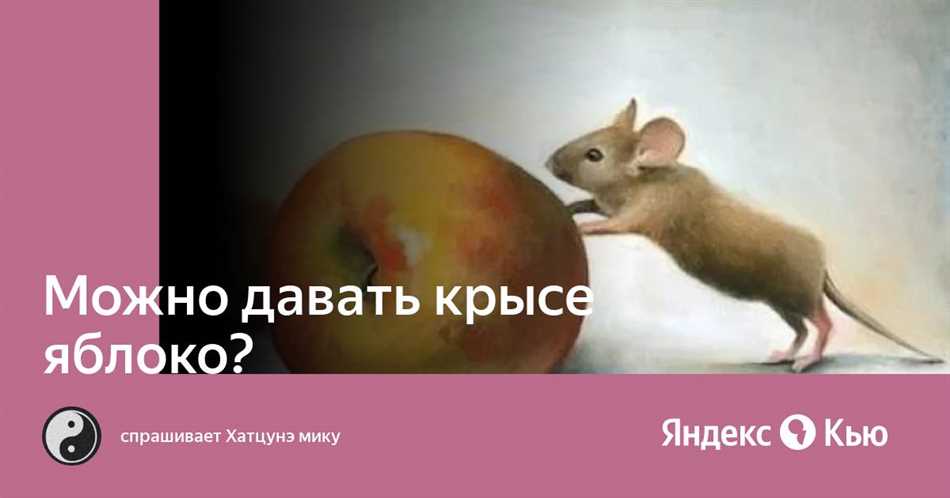 Можно ли крысам ветку яблони?