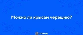 Можно ли кормить крысу черешней?