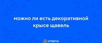 Можно ли крысам давать косточки шиповника: польза и вред