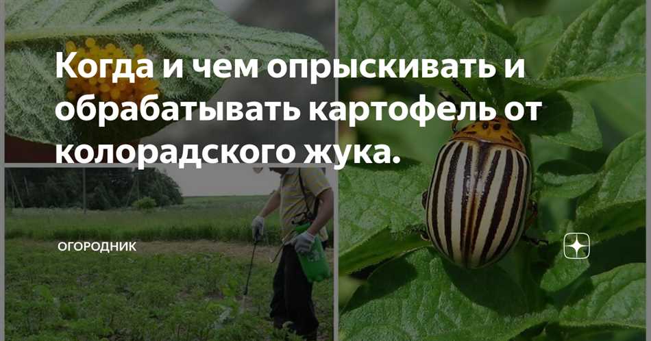 Почему картошка особенно подвержена нападению колорадского жука