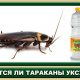 Обработка поверхности от тараканов в домашних условиях уксусом: эффективность и методы