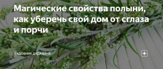 Можно ли использовать траву полыни для очистки дома и тела?