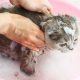 Можно ли использовать полынь для мытья котенка?