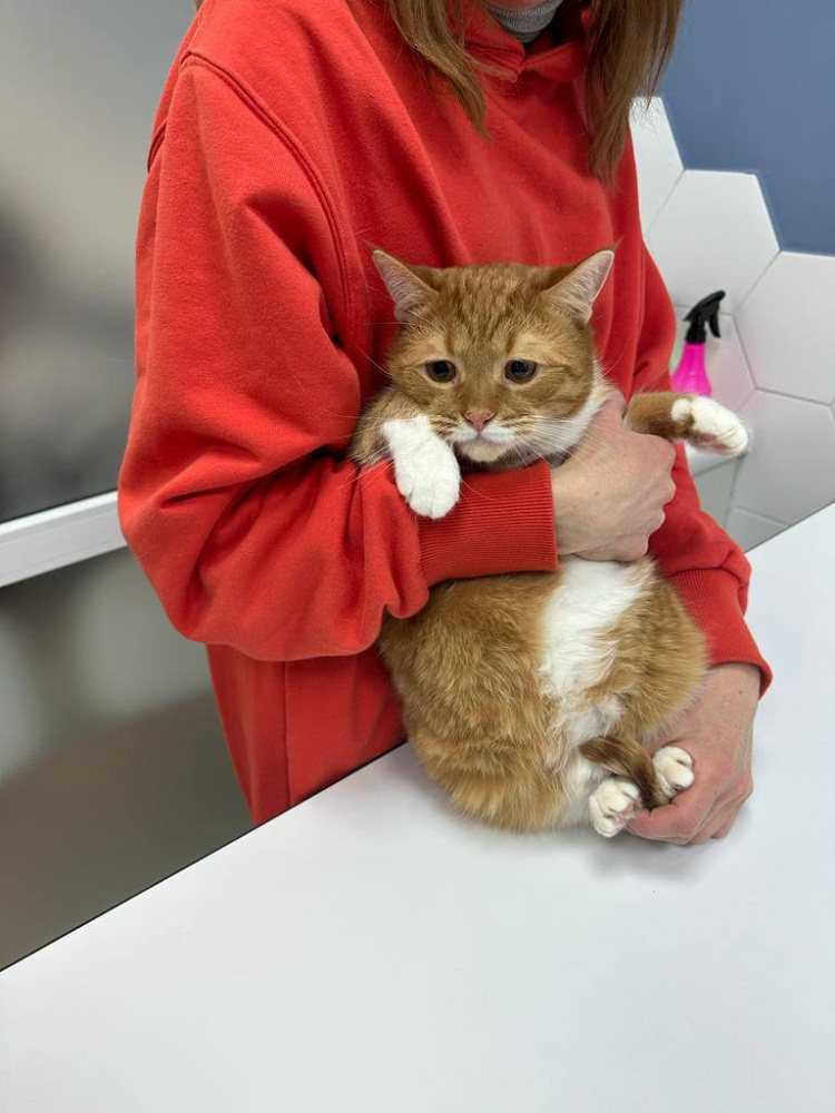 Опасность полыни для котенка