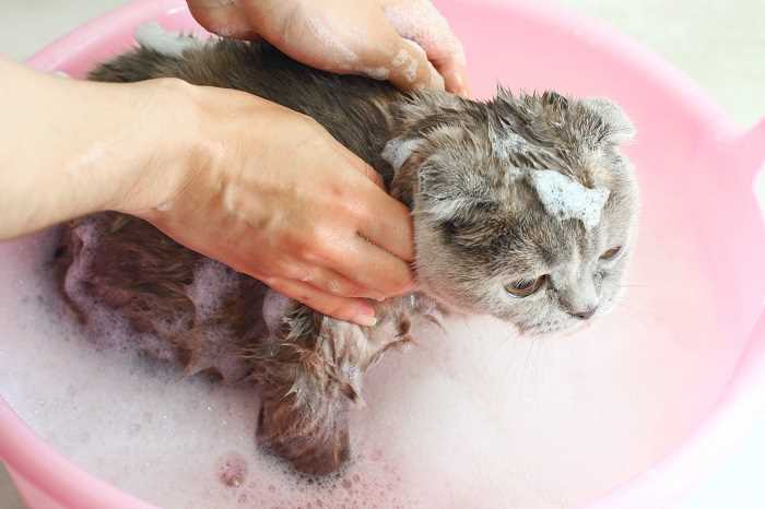 Можно ли полынью мыть котенка?