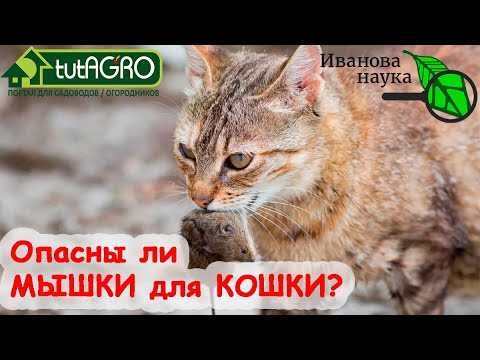 Можно ли спасти кота если он съел отравленную мышь?