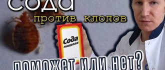 Как избавиться от клопов с помощью соды однажды и навсегда?