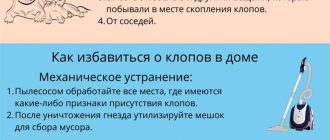 Как избавиться от клопов: эффективные способы и советы