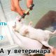 Зубная гигиена у крыс: нужно ли чистить зубы?