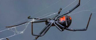 Опасность укуса черной вдовы для человека: реальная угроза или миф?