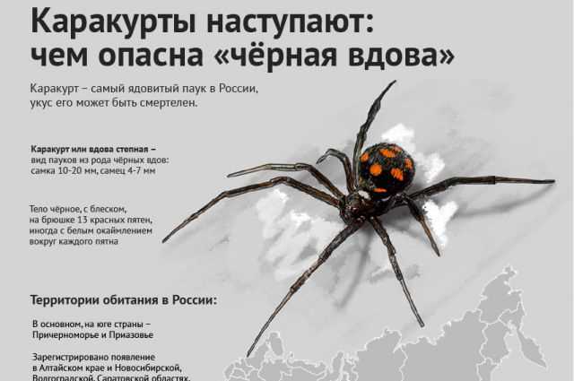 Что известно о черной вдове?