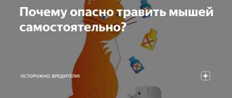 Опасность мышиного яда для человека: что нужно знать?