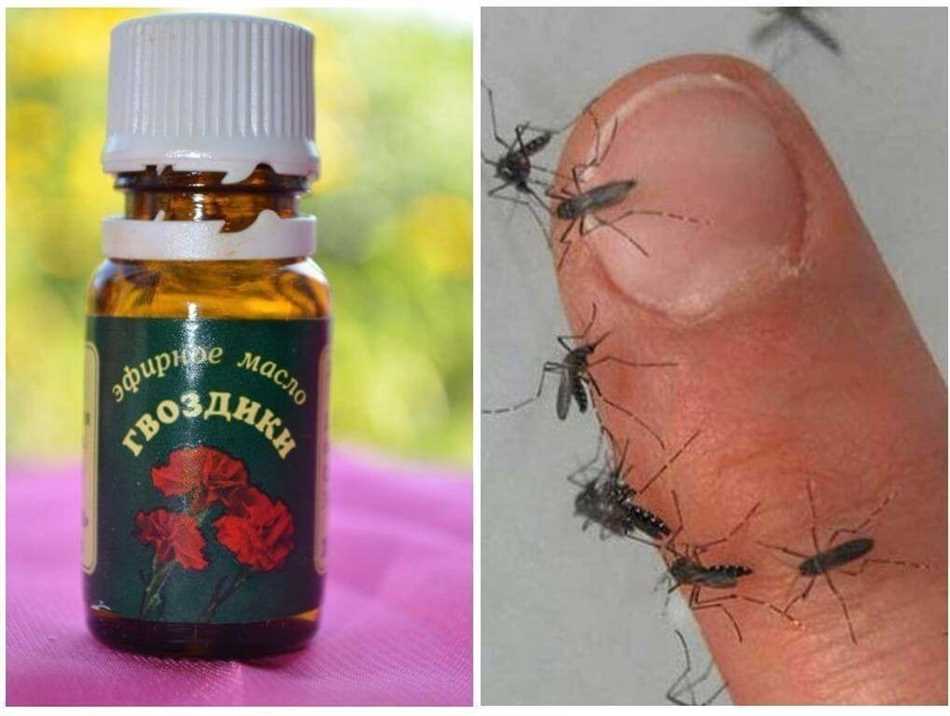 Раздел 4: Осы