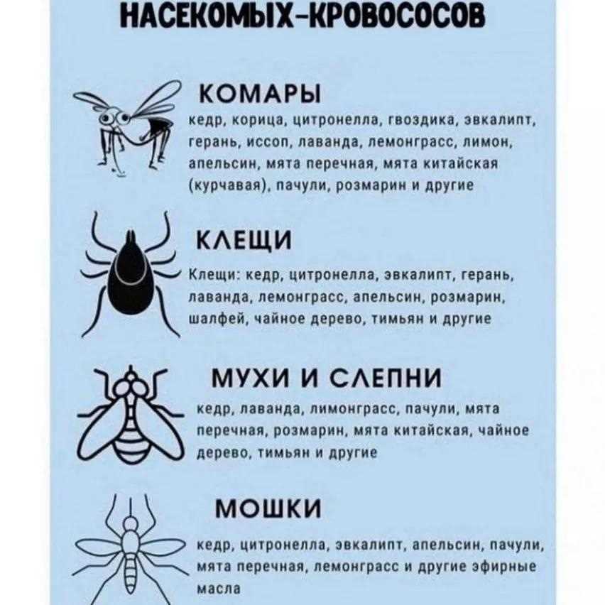 От каких насекомых помогает лаванда?