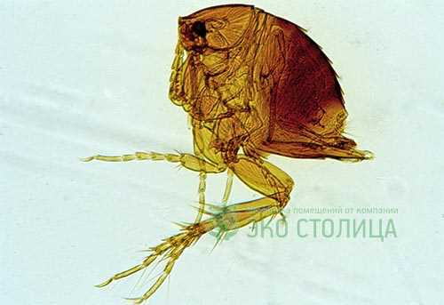 1. Очистите свой дом: