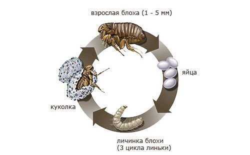 Осенний период активности