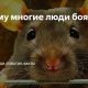 Почему так много людей боятся мышей и крыс? Узнайте причины фобии