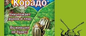 Почему Корадо не эффективен против колорадского жука? Разбираемся в причинах