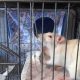 Почему крыса грызет клетку ночью: пять возможных причин