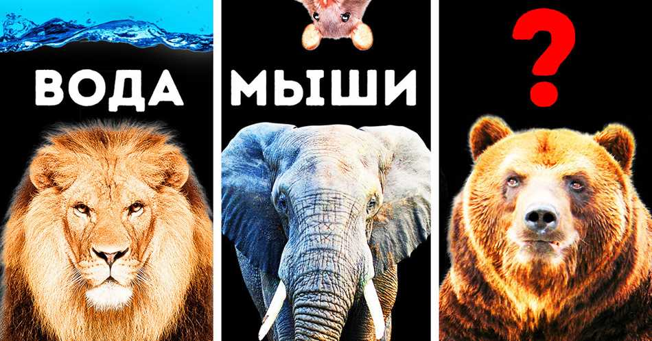 Почему медведи боятся мышей?