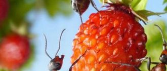 Почему муравьи не переносят запах мяты и как это использовать в быту