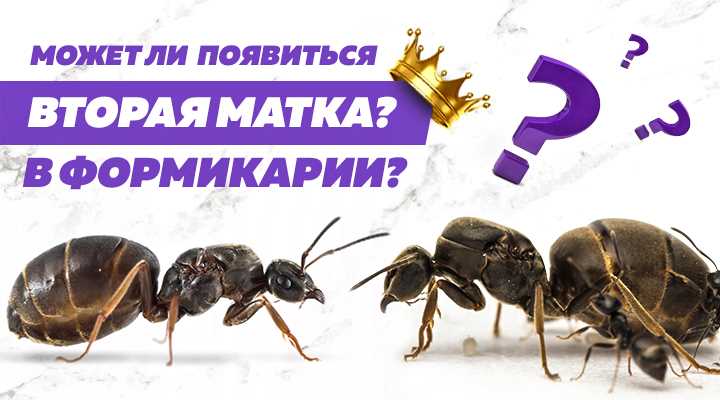 Насыщенность муравейника