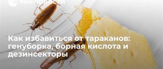 Заголовок для статьи: Почему тараканы испытывают страх перед борной кислотой?